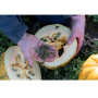 Dutch Pumpkin Seeds Natural 1kg
